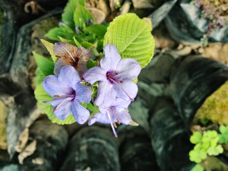 A purple flower growing in a pile of rocks photo