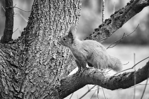 Red squirrel with bushy tail on a branch of a tree. Spring like nature. photo