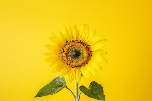 sunflower on a yellow background, green energy photo