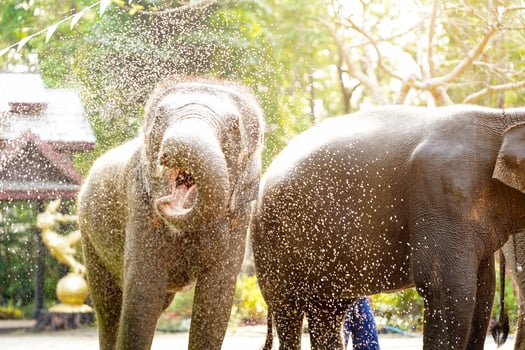 Young elephant enjoying himself and splashing water in Thailand's Songkran Festival outdoor. photo
