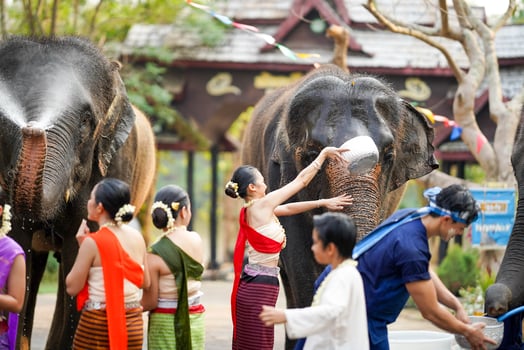 Group of Thai teenager with the Thai traditional dress play to sprinkle water on the Thai New Year's Day or Songkran festival in a fun way with elephant outdoors photo