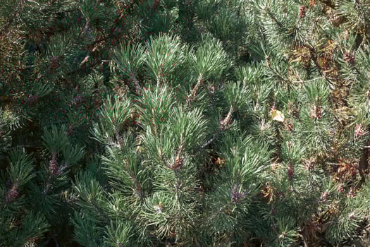 Close up of pine branch. blurred background. Cozy ambience photo