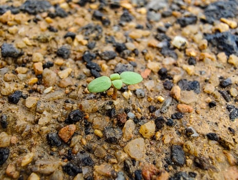 A green seedling thrives in the cracks of the stones, displaying nature's resilience. photo