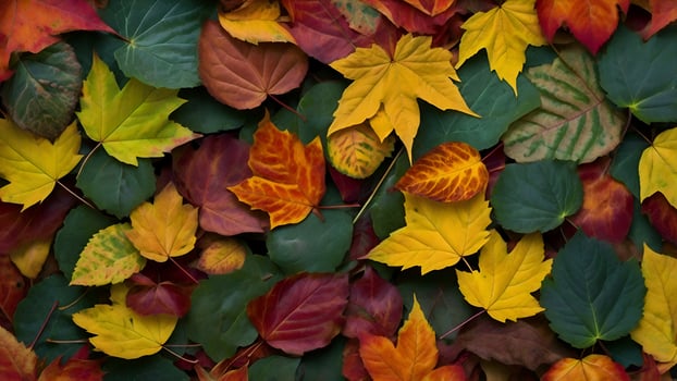 Beautiful Autumn Leaves in Vibrant Green, Yellow, and Red Hues for Background photo
