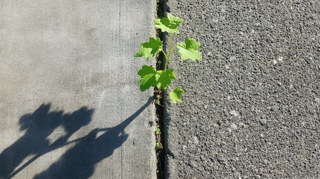 A small green plant emerges from a crack in the concrete, casting a shadow, symbolizing resilience and growth in an urban environment. photo