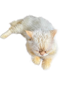 The cute white Persian cat , focus selective. photo