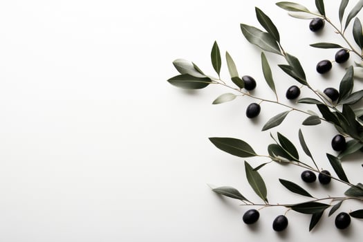 Fresh olive branches with ripe olives on a light background photo