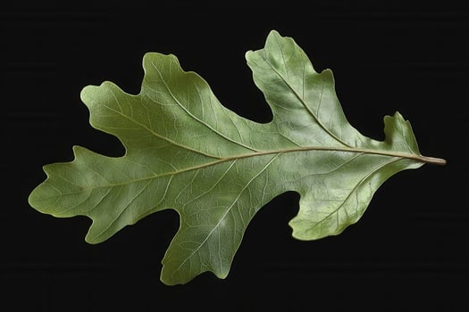 Oak Leaf - A tough, lobed leaf with deep sinuses, varies in shape, with some species having sharp, pointed lobes and others having rounded edges, turning brown in fall photo
