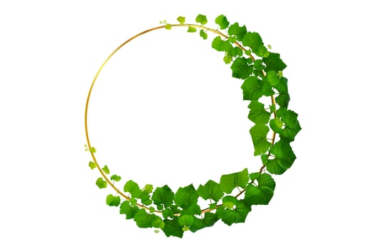 vine frame leaf vine isolates a white background. photo