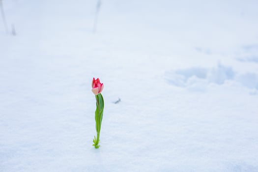 Red tulip with fresh snow photo
