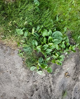 Close-up of the broadleaf plant Plantago major. photo