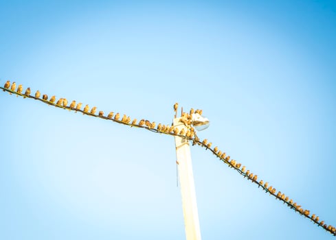 many Birds sits On A electric Line photo