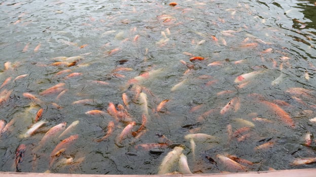 A group of vibrant goldfish eagerly swims to the surface photo
