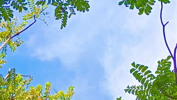 Blue Sky Framed by Foliage. vibrant blue sky is beautifully framed by lush green foliage, creating a serene and refreshing view. photo