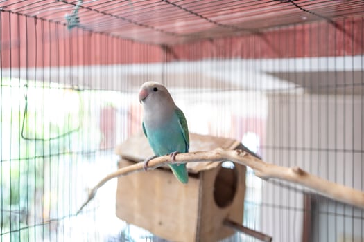 love bird focus selective in cage photo