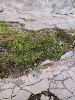 a moss covered rock in the middle of a concrete floor photo