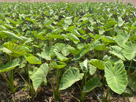 Planted Yam Field - Lush Green Leaves on Farm - Tropical Crop Agriculture photo
