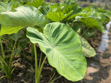 Planted Yam Crop with Vibrant Green Leaves Growing in Sunny Farm Field photo