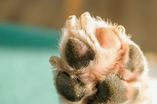 A detailed close up of paw of dog with nails, paw pads, and fur for pet care and animal lovers. photo