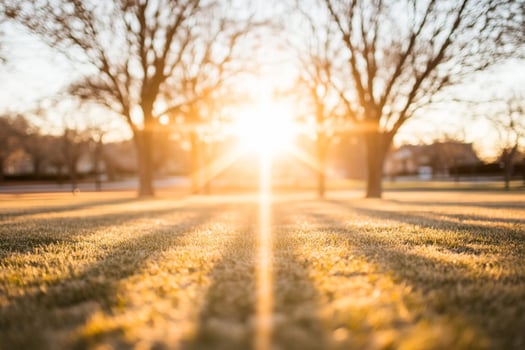 The sun is shining through the trees in a field photo
