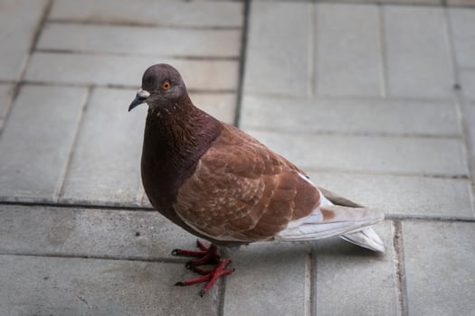 Pigeon brown in park photo