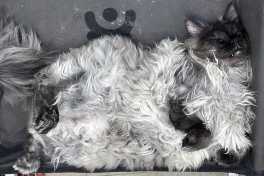 Big proud grey big maincoon cat proudly and smugly sleeping on the bed. Cute, fat cat sleeping, lounging on the bed, in the summer heat. Top view. photo