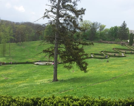 A large green lawn stretches out under the bright summer sun. A tree stands in the middle. The grass is bright green, photo