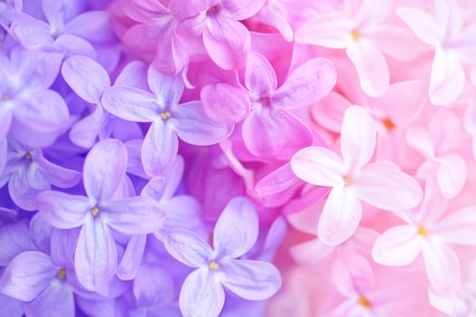 Vibrant close-up of blooming spring flowers in shades of pink, fuchsia, and lilac with rich texture and soft natural lighting photo