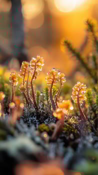 Sunlit fern fonds drenched in morning dew photo
