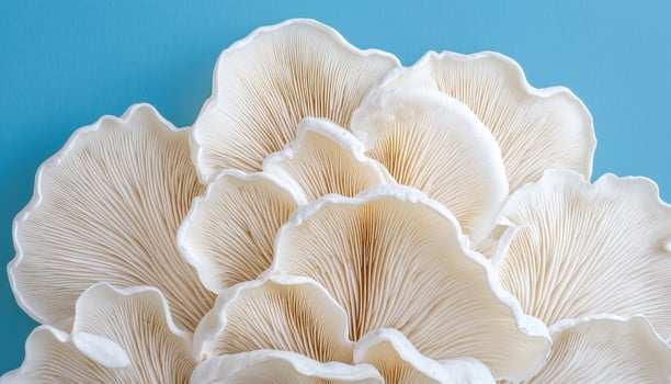 Elegant Oyster Mushrooms Displayed Against a Soft Blue Background with Copyspace for Creative Content photo