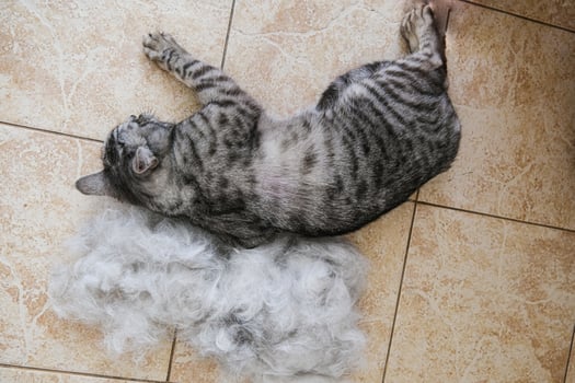 A cat laying on a pile of white cat hair photo