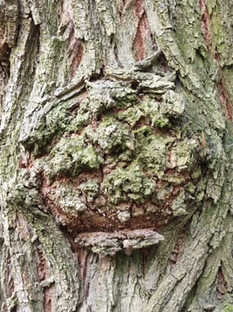 Deciduous tree bark. Tree bark texture. Plant background. photo