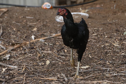 Mysterious black bird wandering through a rustic farmyard at dusk, exploring its natural surroundings with curiosity and grace photo