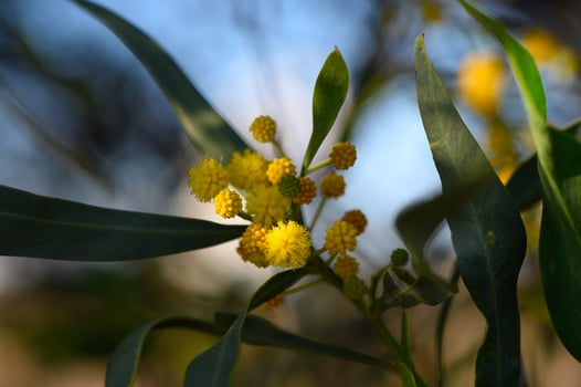 Vibrant yellow blooms and lush green leaves create a stunning display in a sunny garden setting photo