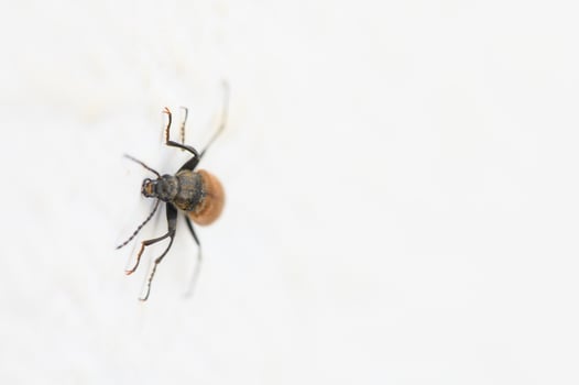 Close-up exploration of a tiny insect crawling across a white surface during bright daylight hours photo