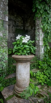White flowers on a stone pedestal in a lush garden photo