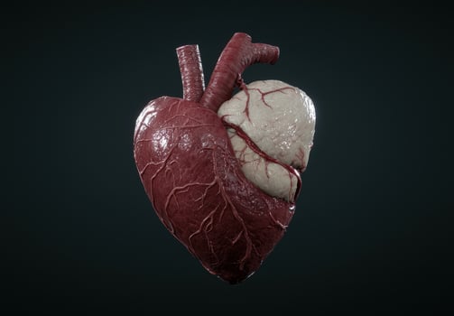 Anatomical heart model with detailed veins and realistic texture photo