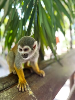 Close-Up of Squirrel Monkey Standing on Wooden Beam Under Palm Leaves in Jungle photo