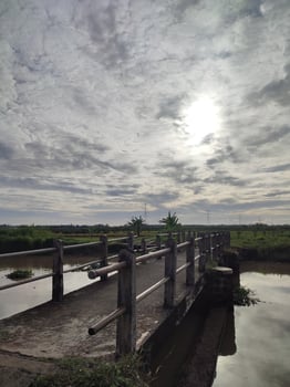 bridge in the middle of the rice fields to cross the river in summer photo