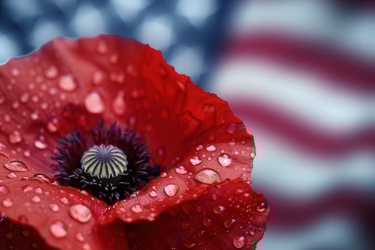 Macro of Red Poppy with Dew Against Soft Patriotic Flag Colors for Memorial Day Design photo