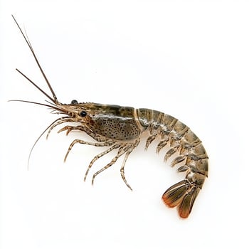 Closeup of a Freshwater Shrimp on White Background photo