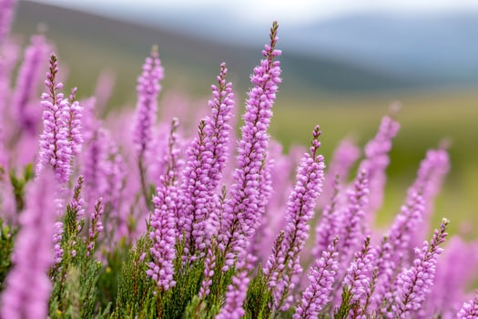 Heather flowers growing in a field creating a beautiful natural landscape photo