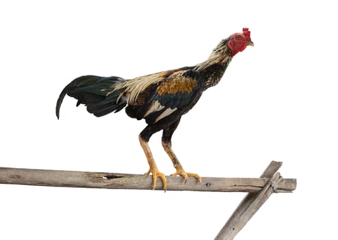 Chicken standing on the branch isolated on white with clipping path photo