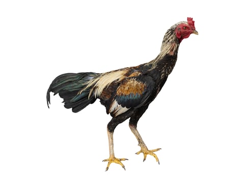 Chicken standing isolated on white background photo