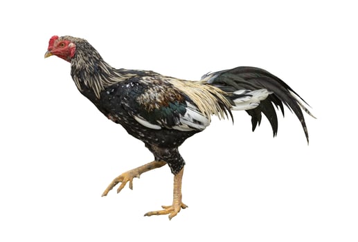 Chicken standing isolated on white with clipping path photo