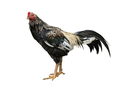 Chicken standing isolated on white photo