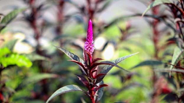Boroco Celosia argentea flowers photo