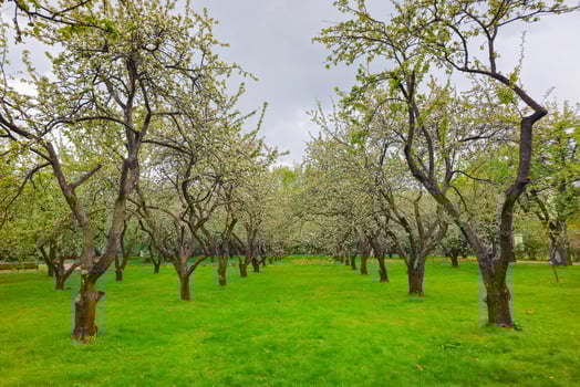 Beautiful blooming apple trees in the spring park photo