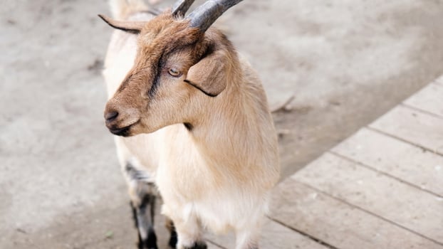 cute brown goat in the farm photo