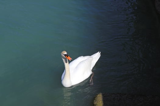 The photo captures a majestic white swan calmly floating on the water surface.